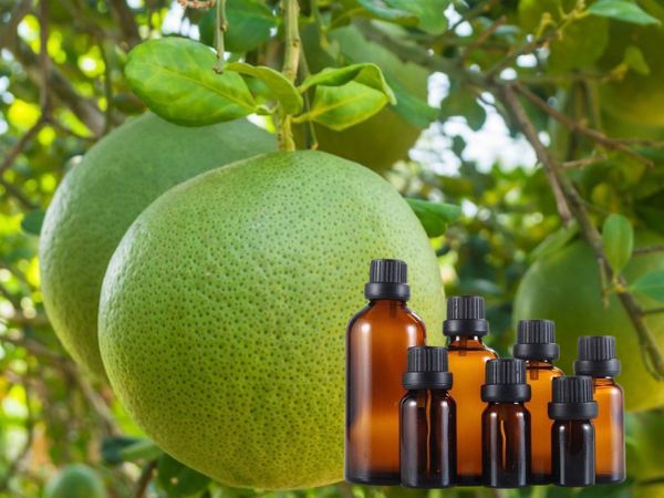 Nên bảo quản tinh dầu bưởi trong chai thủy tinh tối