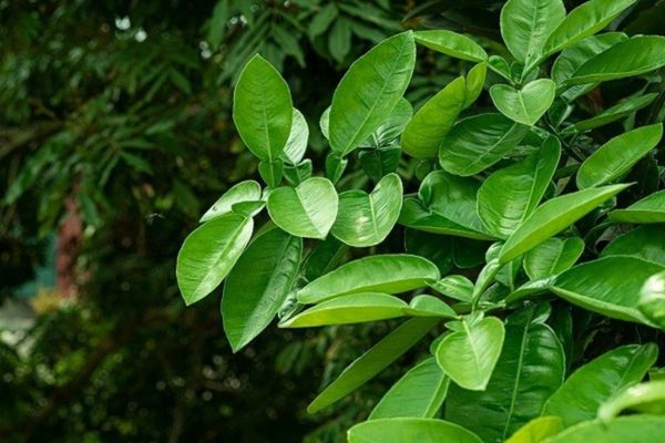 Khám phá gội đầu bằng lá bưởi có tác dụng gì?