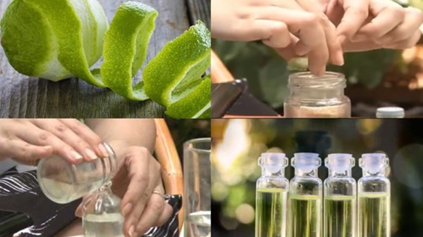 Làm tinh dầu bưởi bằng cách nào? Bằng cách ép tinh dầu bưởi tại nhà