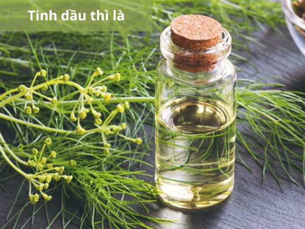 Tinh dầu thì là thường dùng để massage cho bé giúp hỗ trợ giảm chướng bụng