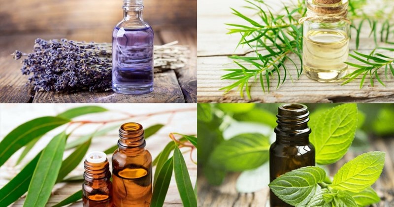 tinh dầu sả xông phòng đuổi muỗi