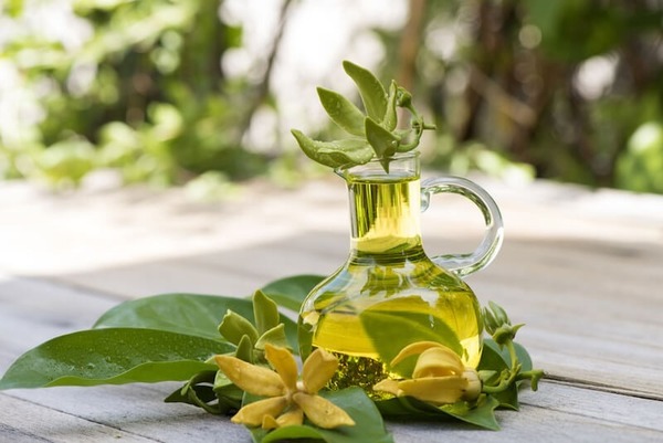 Tinh dầu hoa ngọc lan tây Ylang Ylang mang đến nguồn năng lượng tích cực, thư giãn tinh thần