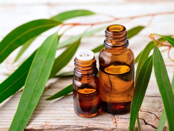 Tinh dầu khuynh diệp hiệu quả trong việc điều trị bệnh về hô hấp