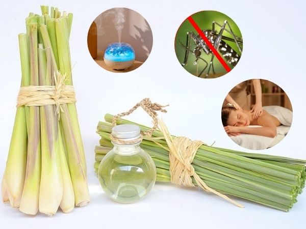 Tinh dầu sả giúp khử mùi, xua đuổi côn trùng, thư giãn tinh thần