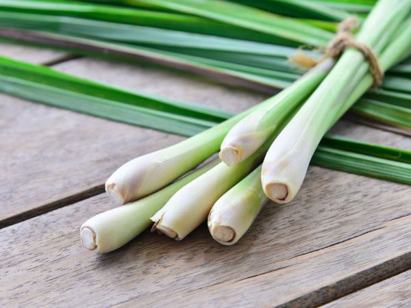 Cần chọn sả tươi, không bị dập úng hoặc nấm mốc