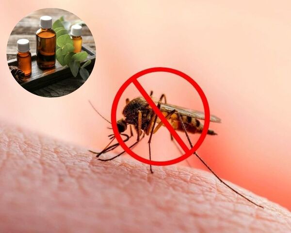 Tinh dầu khuynh diệp hiệu quả trong việc đuổi muỗi