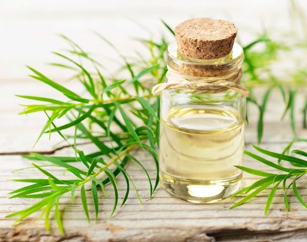 Công dụng của tinh dầu tràm với trẻ sơ sinh