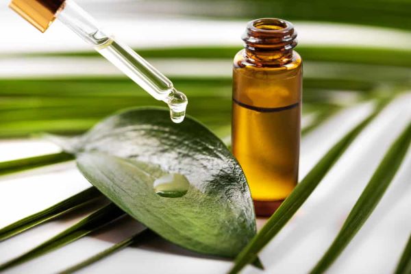Tìm hiểu về tác dụng tinh dầu tràm