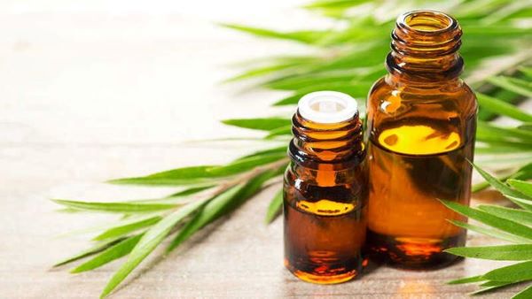 Công dụng tinh dầu tràm giúp tăng cường hệ miễn dịch