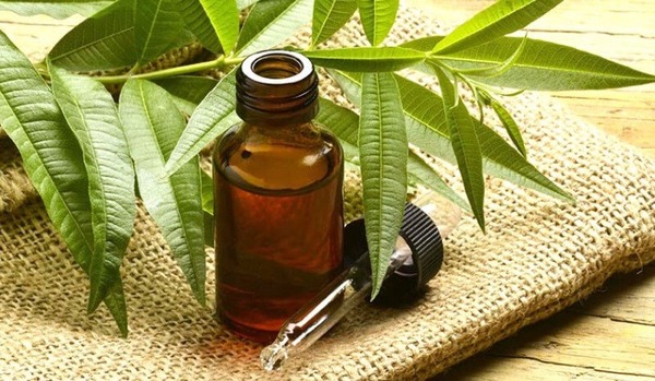 Sử dụng tinh dầu cây trà để làm sạch da đầu