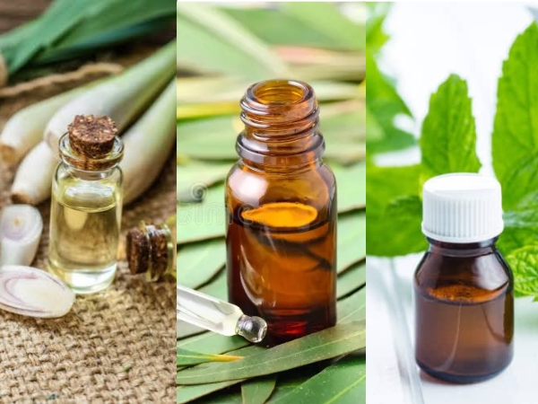 Tinh dầu sả chanh, tràm trà, bạc hà hỗ trợ kháng khuẩn tự nhiên