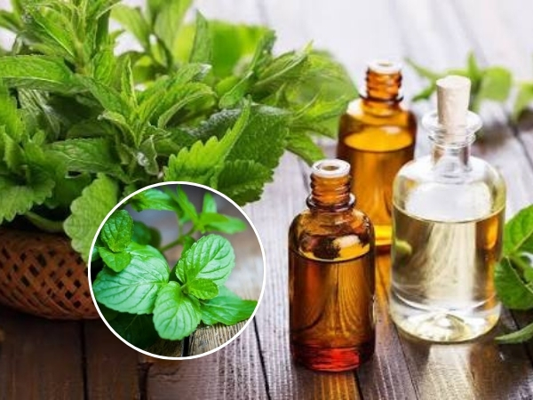 Tinh dầu bạc hà phù hợp với không gian có mùi nặng hoặc bí bách