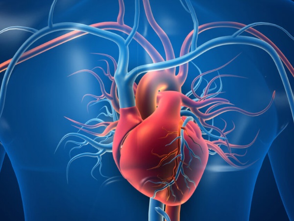 Tinh dầu thông đỏ có tác dụng ngăn ngừa xơ vữa động mạch