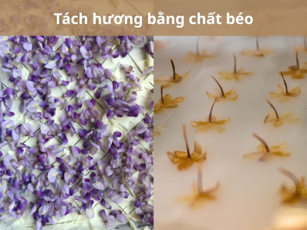 Phương pháp tách hương bằng chất béo