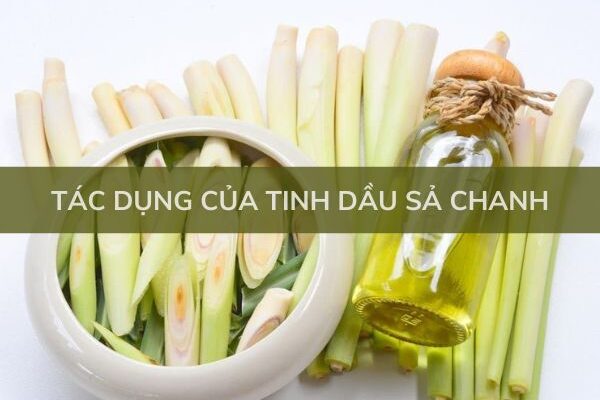 Tác dụng của tinh dầu sả chanh tuyệt vời bạn nên biết