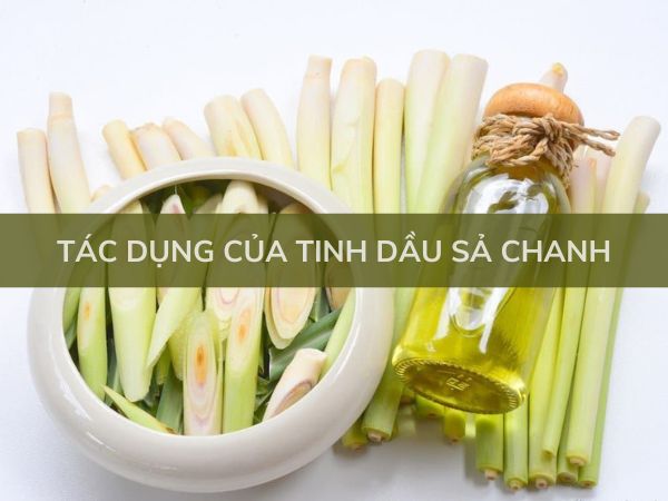 Tác dụng của tinh dầu sả chanh trong đời sống