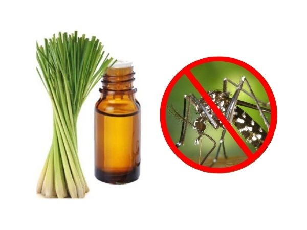 Tinh dầu sả chanh giúp xua đuổi côn trùng hiệu quả
