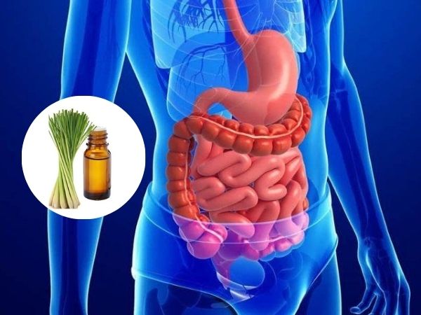 Tinh dầu sả chanh hỗ trợ hệ tiêu hóa hoạt động ổn định hơn