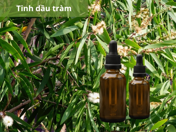Tinh dầu tràm có đặc tính kháng khuẩn, phù hợp với những khu vực ẩm ướt