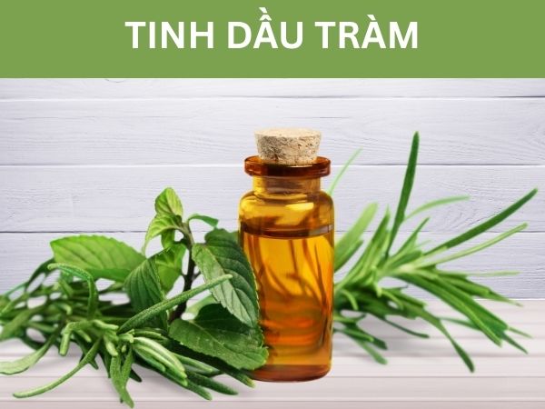 Tinh dầu tràm có hương thơm thanh mát