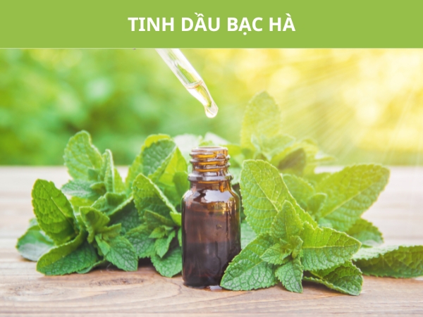 Tinh dầu bạc hà đem lại cảm giác mát lạnh, sảng khoái cho căn phòng