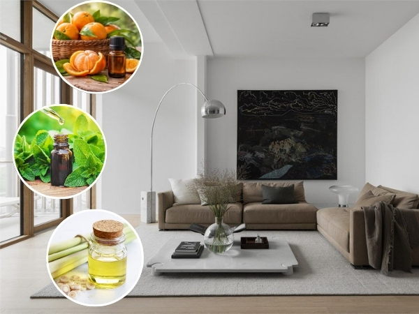 Ưu tiên tinh dầu sả chanh, vỏ cam hoặc bạc hà cho phong cách phòng hiện đại