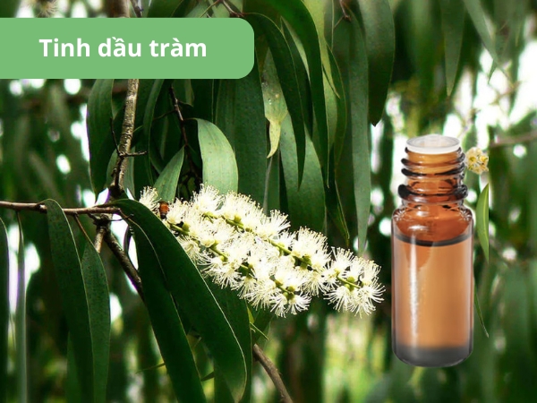 Tinh dầu tràm có hương thơm thảo mộc nhẹ nhàng, trong lành